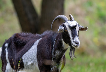 a goat grazing in a meadow in autumn
