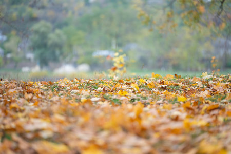 background of maple autumn leaves close-upの写真素材