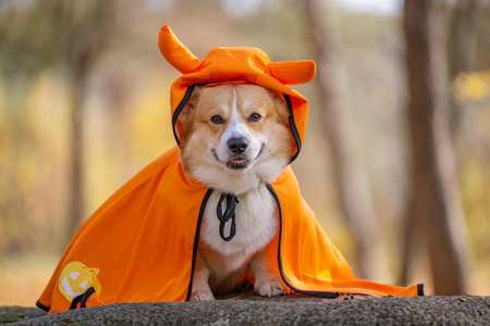 A close-up of a corgi in an autumn park dressed for Halloweenの写真素材