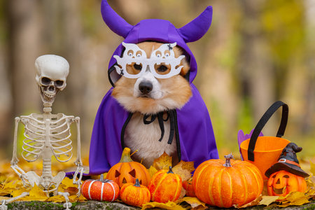 A close-up of a corgi in an autumn park dressed for Halloweenの写真素材