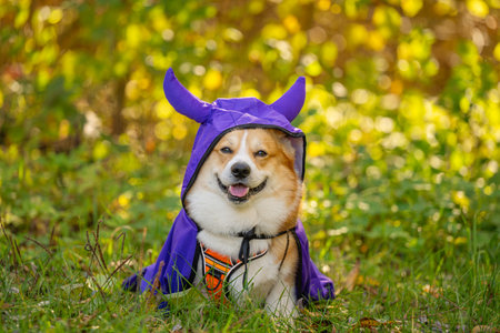 Welsh Corgi Pembroke in nature in autumn for the Halloween holidayの写真素材