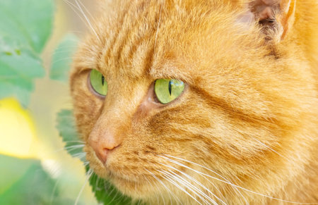 A close-up of a ginger cat in nature