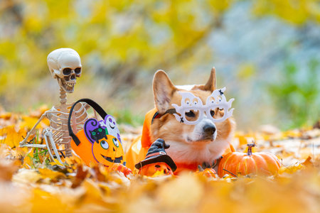A close-up of a corgi in an autumn park dressed for Halloweenの写真素材