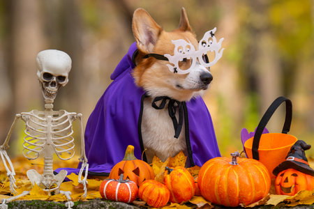 A close-up of a corgi in an autumn park dressed for Halloweenの写真素材