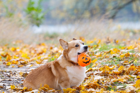 Video of a Pembroke Corgi at the autumn festival Halloweenの写真素材