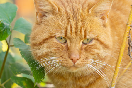 A close-up of a ginger cat in nature