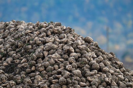 sugar beet harvest in the field in autumnの写真素材