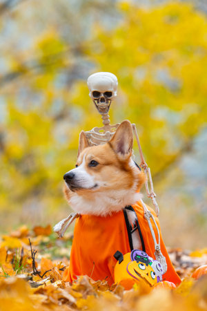 A close-up of a corgi in an autumn park dressed for Halloweenの写真素材