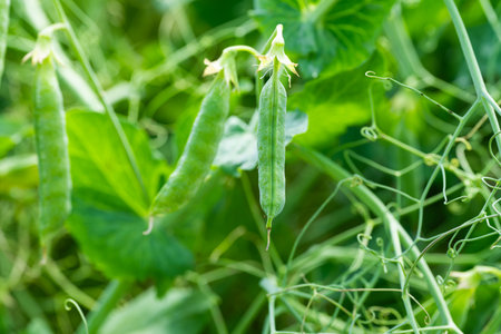 green peas growing in a field
