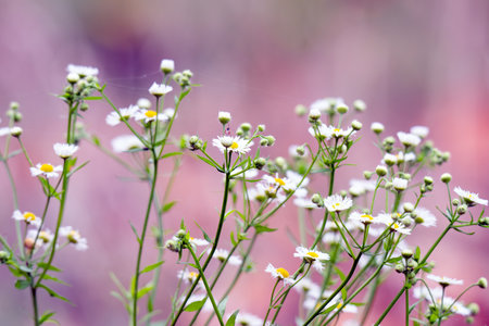 meadow flowers close-up in autumn