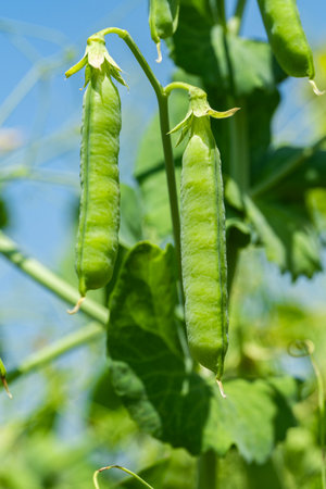 green peas growing in a fieldの写真素材