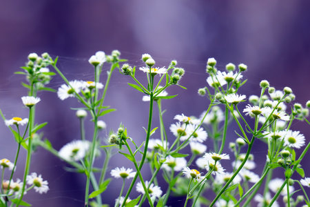 meadow flowers close-up in autumn