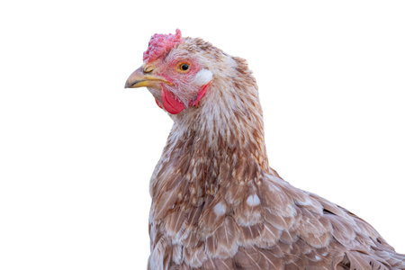 Chicken isolated on white backgroundの写真素材