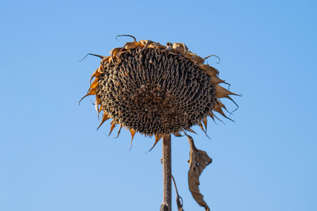 A close-up of a dry sunflower head on a sunny dayの写真素材