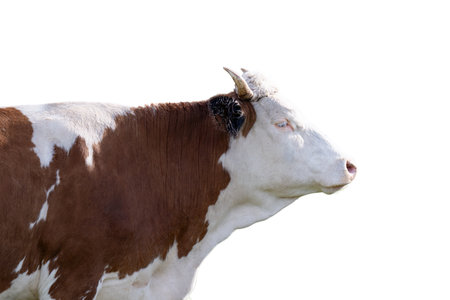 cow isolated on white backgroundの写真素材