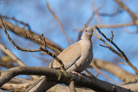 A close-up photo of a turtle doveの写真素材