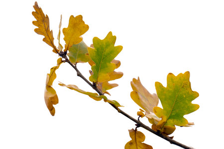 autumn oak leaves on a white backgroundの写真素材