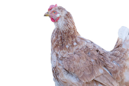 Chicken isolated on white backgroundの写真素材