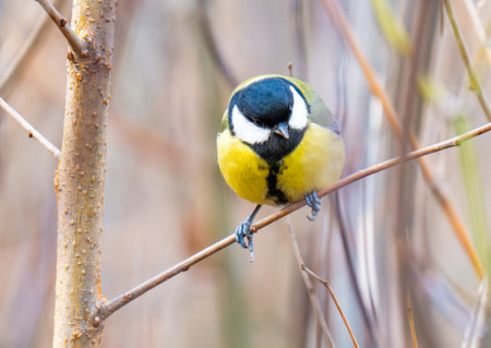 close-up of a titmouse on a branchの写真素材