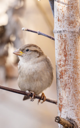 A beautiful close-up photo of a sparrow outdoors