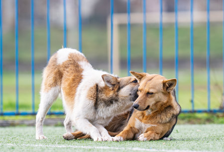 a dog on a sports ground