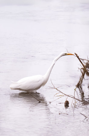 Herons on the river in winterの写真素材