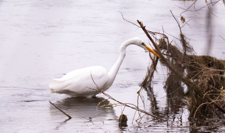 Herons on the river in winterの写真素材