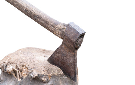 Portrait of a corgi isolated on a white backgroundの写真素材