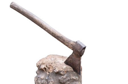 Portrait of a corgi isolated on a white backgroundの写真素材