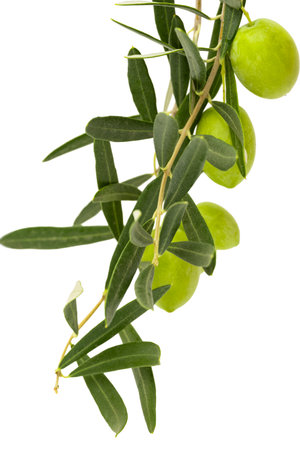 Olives isolated on white backgroundの写真素材