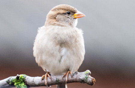 A beautiful close-up photo of a sparrow outdoorsの写真素材