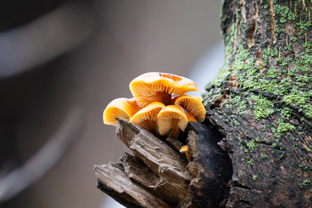 Winter honey mushrooms growing on a tree in winterの写真素材