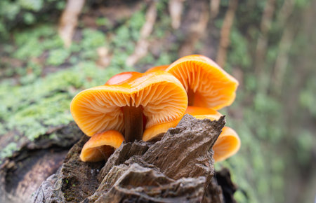 Mushrooms growing on a treeの写真素材
