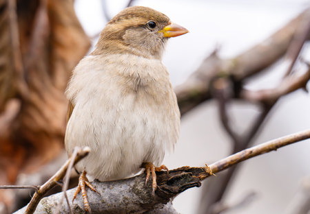 A beautiful close-up photo of a sparrow outdoorsの写真素材