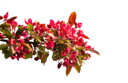Apple tree branch with red flowers isolated on white backgroundの写真素材