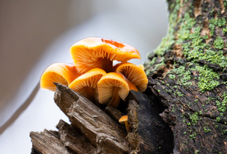 Winter honey mushrooms growing on a tree in winterの写真素材