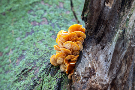 Mushrooms growing on a tree in winterの写真素材