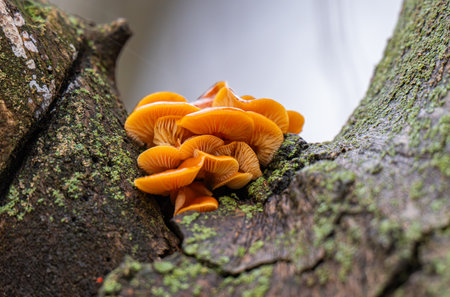 Winter honey mushrooms growing on a tree in winterの写真素材