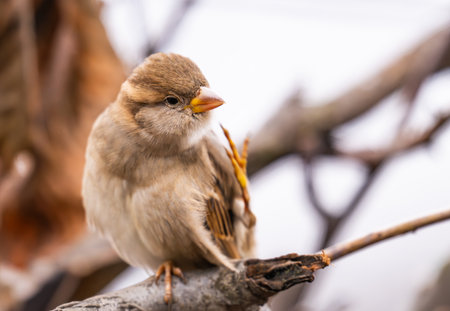 A beautiful close-up photo of a sparrow outdoorsの写真素材