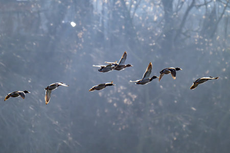 A photo of ducks flying over a riverの写真素材