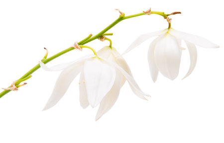 White yucca flower isolated on white backgroundの写真素材