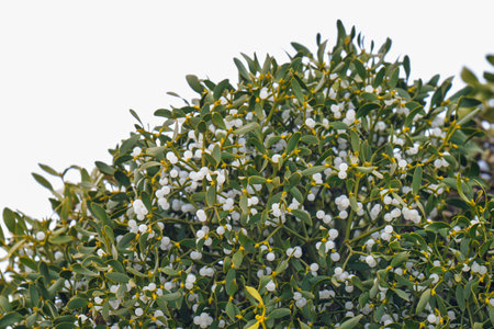 background of mistletoe branches with berries