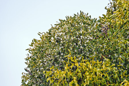 background of mistletoe branches with berriesの写真素材