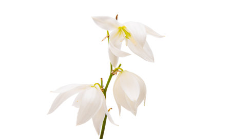 White yucca flower isolated on white backgroundの写真素材