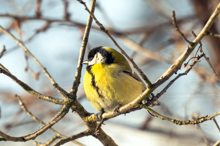 A close-up of a titmouse sitting on a branch