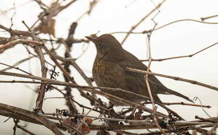 A close-up of a thrush on a grape vine in winter