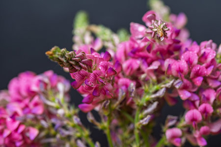 A close-up photo of sainfoin flowers