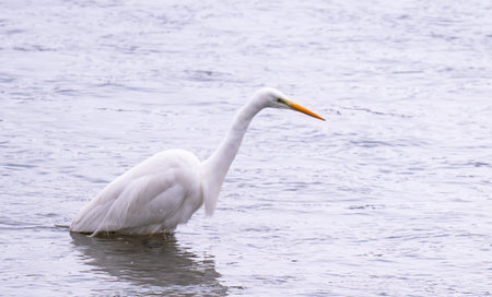 Closeup of white egret looking birdの写真素材