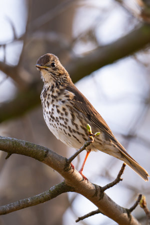 A close-up photo of a song thrush on a branch