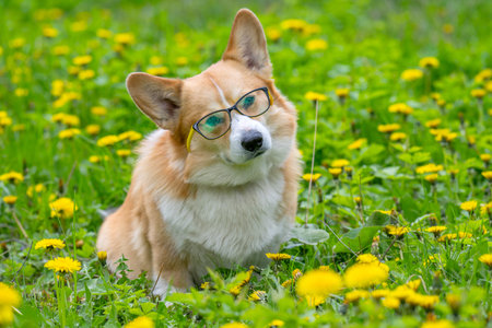 corgi with dandelions in a meadow